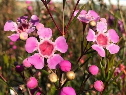 Chamelaucium háčkovité  Chamelaucium uncinatum