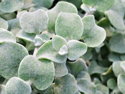 Smil stopkatý 'Silver'  Helichrysum petiolare 'Silver'