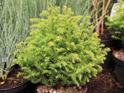 Kryptoméria japonská 'Vilmorin Gold'  Cryptomeria japonica 'Vilmorin Gold'