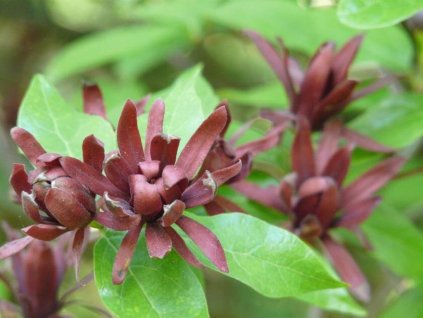Kalykant plodný  Calycanthus fertilis