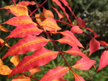 Horkoň lekársky  Picrasma quassioides