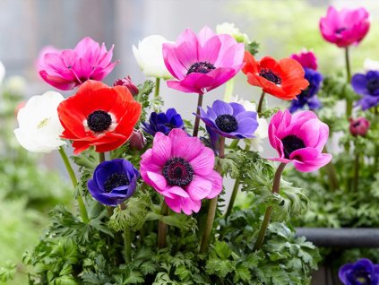 Sasanka vencová 'Harmony'  Anemone coronaria 'Harmony'