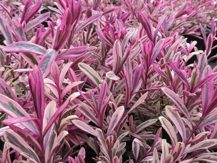 Hebe 'Burning Heart'  Hebe 'Burning Heart'