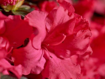 rouge