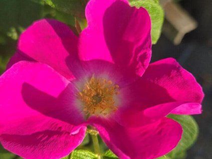 Ruža vráskavá 'Rubra'  Rosa rugosa 'Rubra'