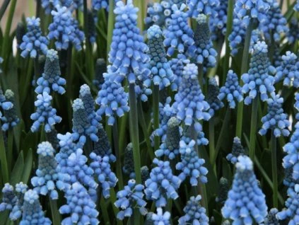 Modrica 'Blue Magic'  Muscari aucheri 'Blue Magic'