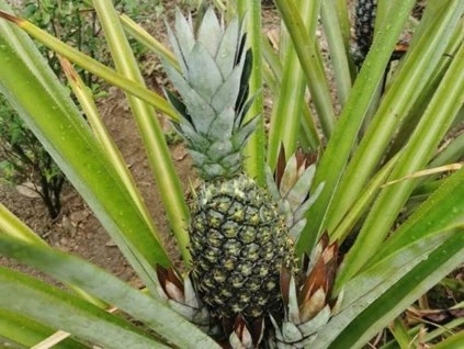 Ananásovník  Ananas comosus