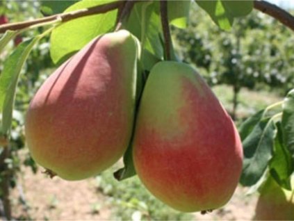Hruška 'Etrusca'  Pyrus communis 'Etrusca'
