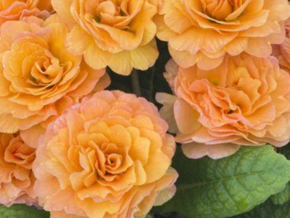 peach melba