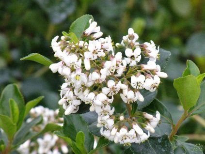 Escallonia 'Iveyi'