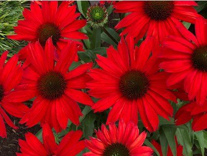 Echinacea red