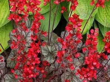 colar forest