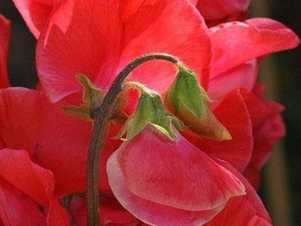 rote perle