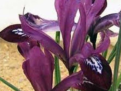 purple gem