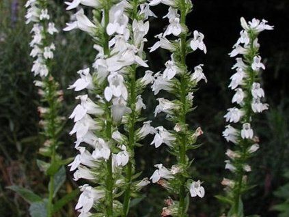 lobelka alba