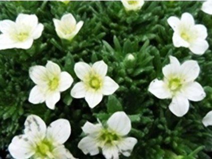 saxony white