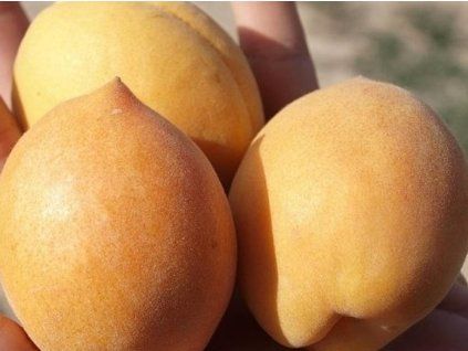 citronka