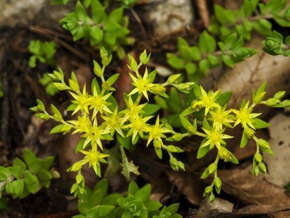sedum