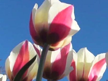 spring surprice