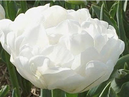up white
