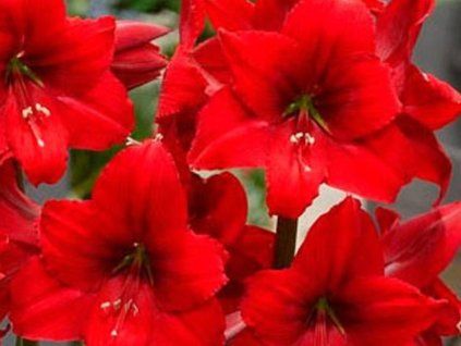 park red