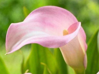 pink cc