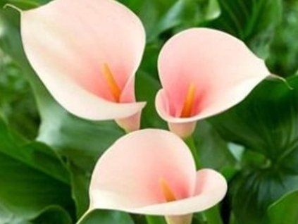 flamingo c