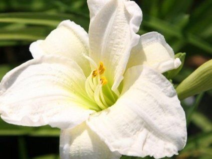 gentle