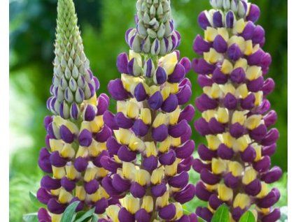 purple