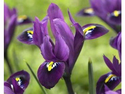 purple hill
