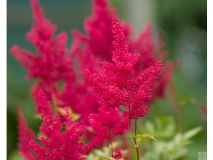 astilbe montgomery