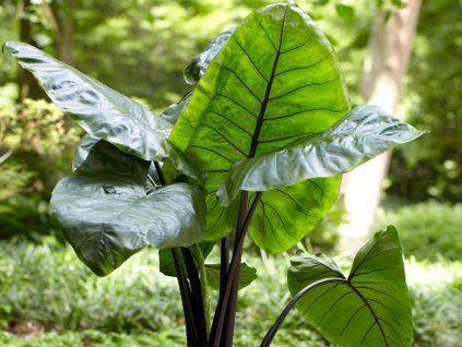 black stem