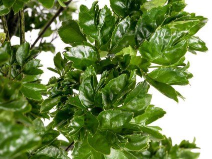 roble