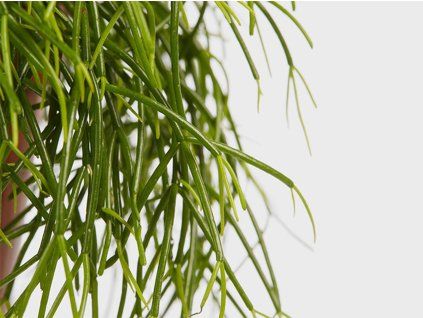 rhipsalis
