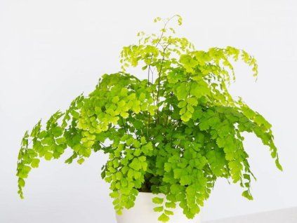fragrans