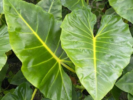 lutea