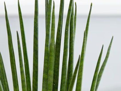 mikado