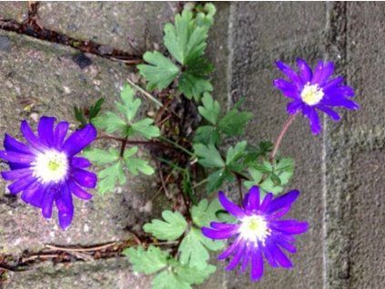 anemone