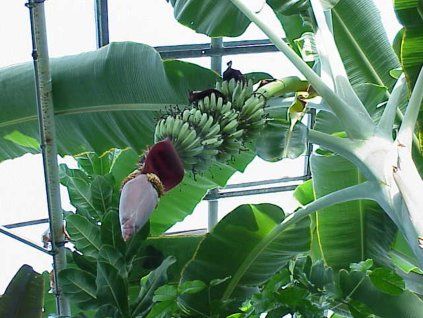 acuminata