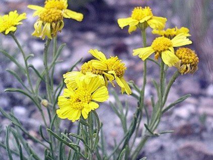 ridbergia