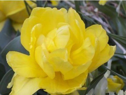 monte peony