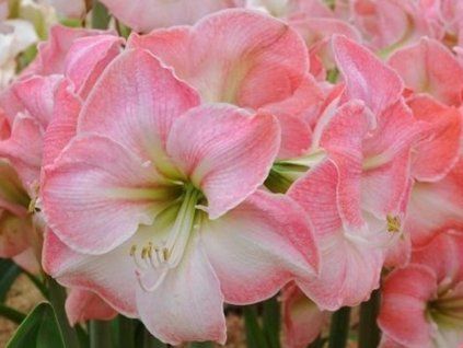 bloosom