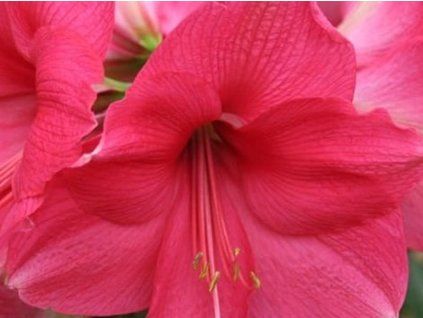pink sur