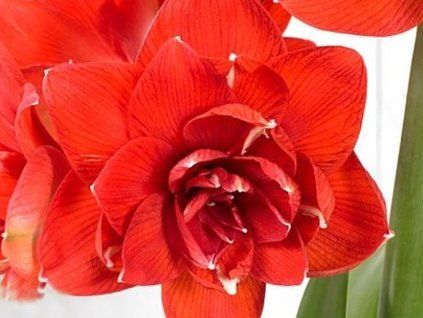 red glory