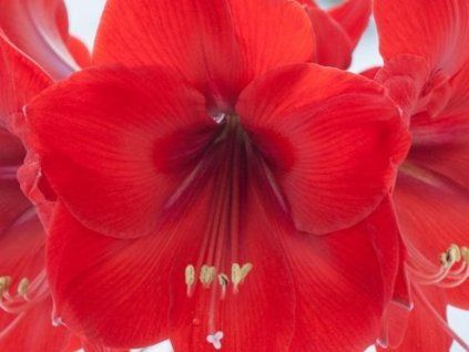 red rival