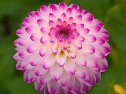 pink isa
