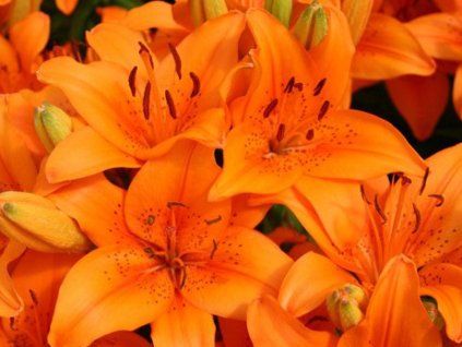 orange pixie