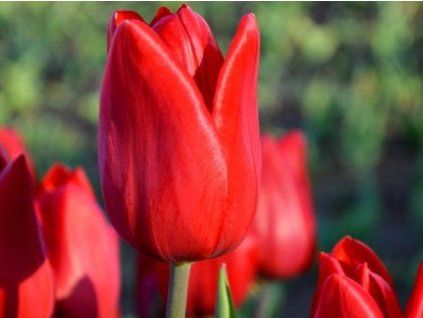 red power