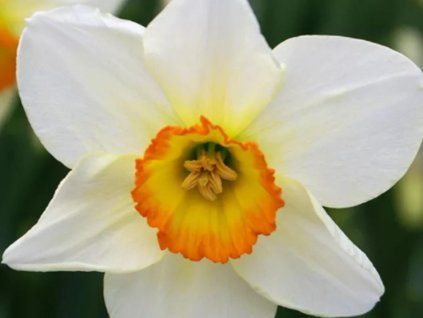 flower record