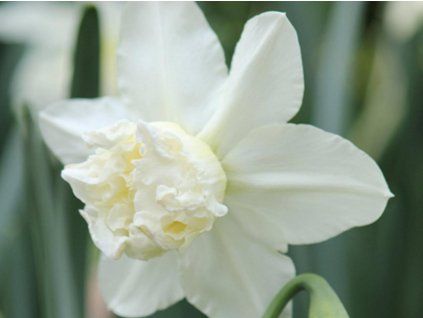 white marvel